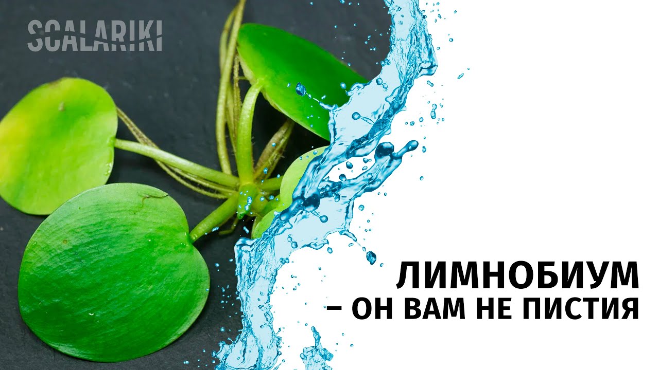 Лимнобиум – он вам не пистия!