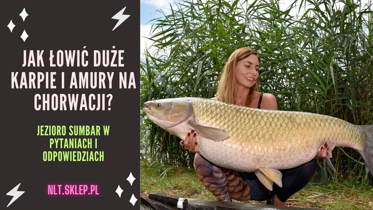 Jak łowić duże karpie i amury w Chorwacji - Sumbar w pytaniach i odpowiedziach - NLT.SKLEP.PL