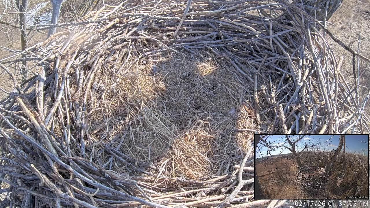 LIVE Missouri River Bald Eagle Cam | Nest Watch 24/7
