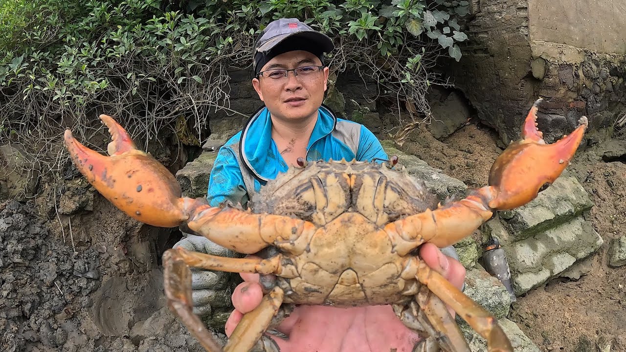 废弃的养殖场闸口发现有异样，渔夫花4小时砸穿，抓出了青蟹老祖宗