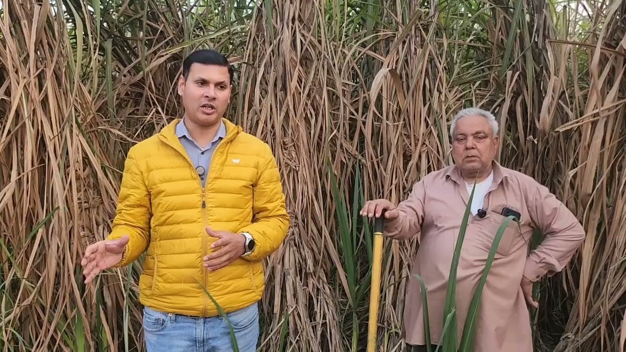 कम खर्च में जबरदस्त पैदावार, रोग मुक्त गन्ना, Co-0238 मे हरे अगोले का फार्मूला