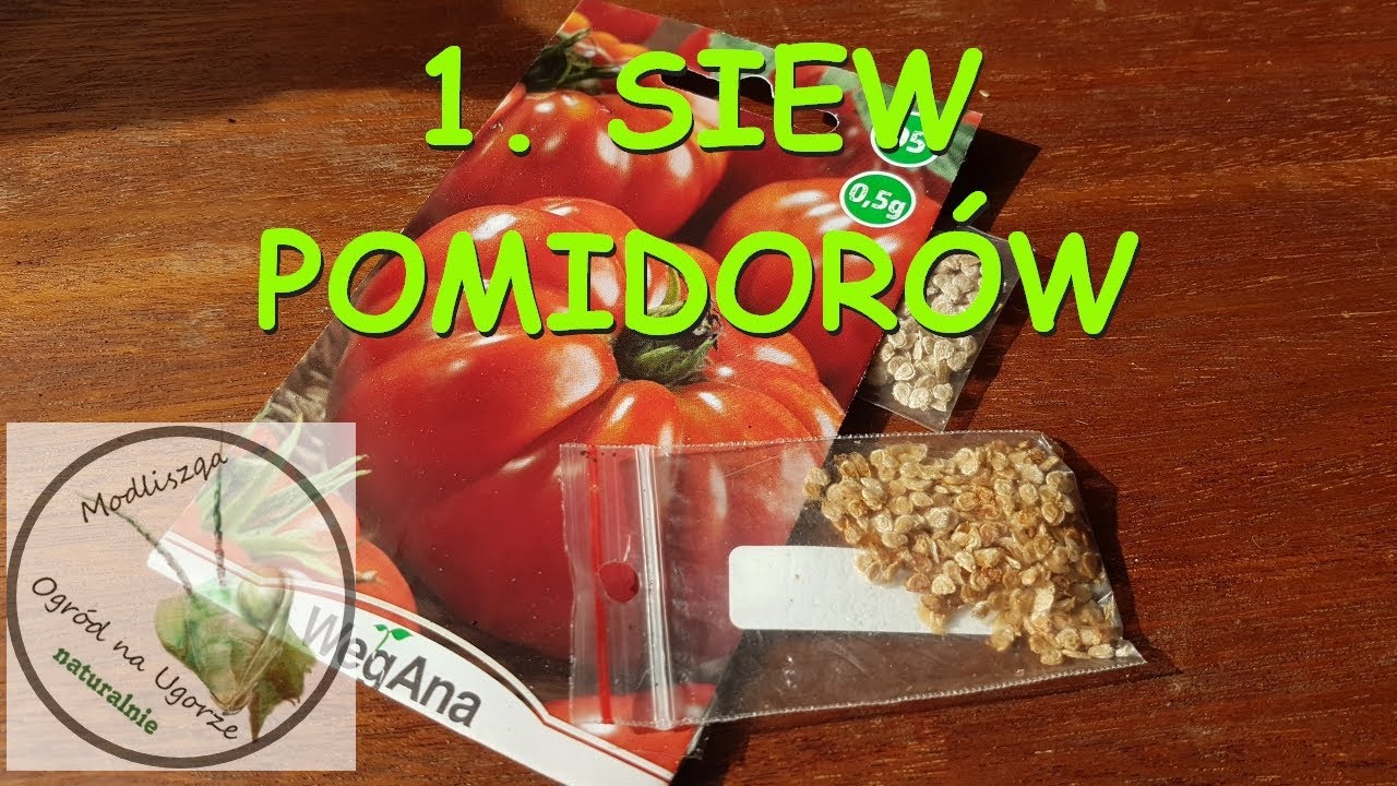 1  Siew pomidorów