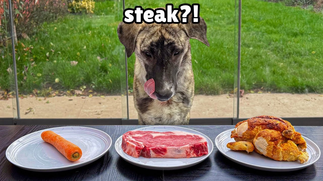 Letting a Street Dog Pick her First Meal