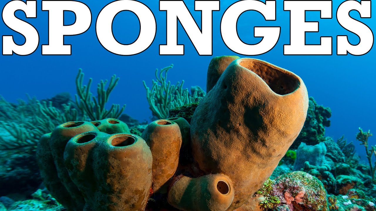 Sponges: Keeping Life Simple