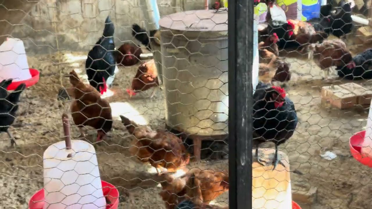 Rir,ਦੇਸੀ ਪੋਲਟਰੀ ਫਾਰਮ / ਦੇਸੀ ਮੁਰਗੀ ਫਾਰਮ/ desi murgi palan / Desi murgi farm / desi poultry farm 