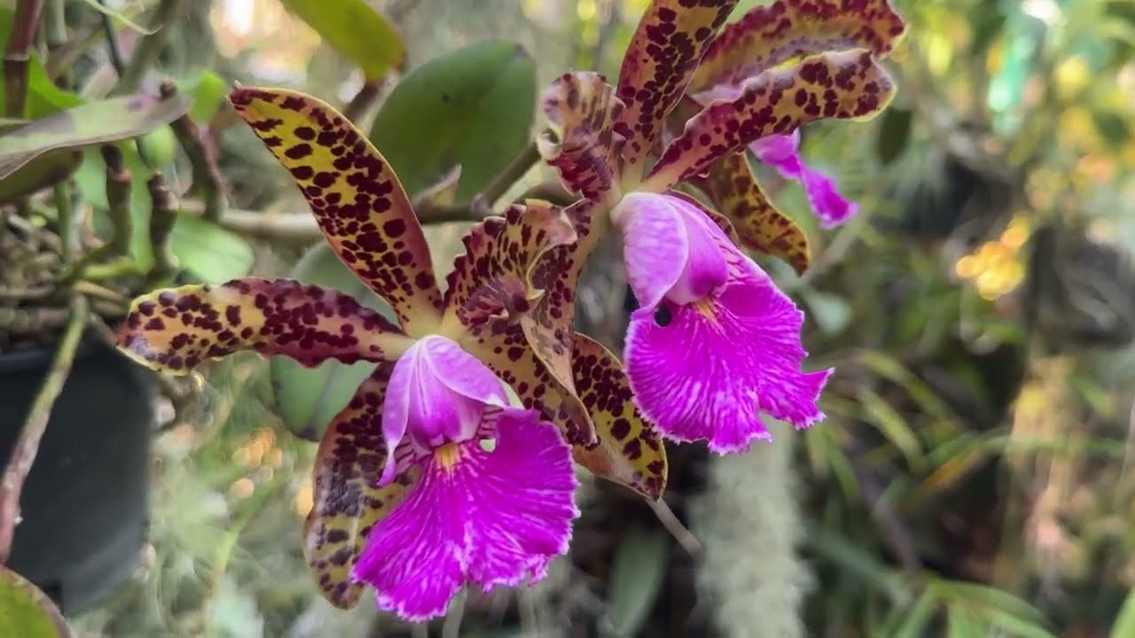ЦВЕТЕНИЕ ДО ШТОРМА. ВИРУС НА КАТТЛЕЕ? My orchids before the storm