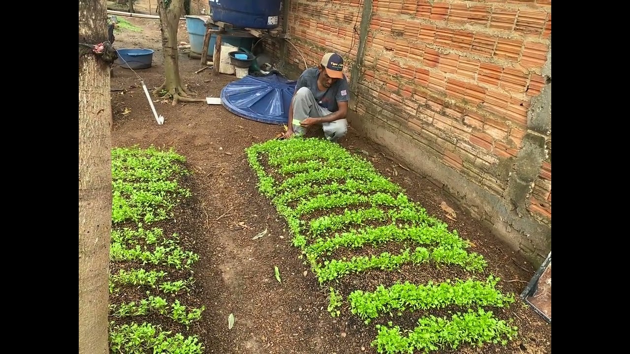 #coentro #hortaemcasa #viralvideo 