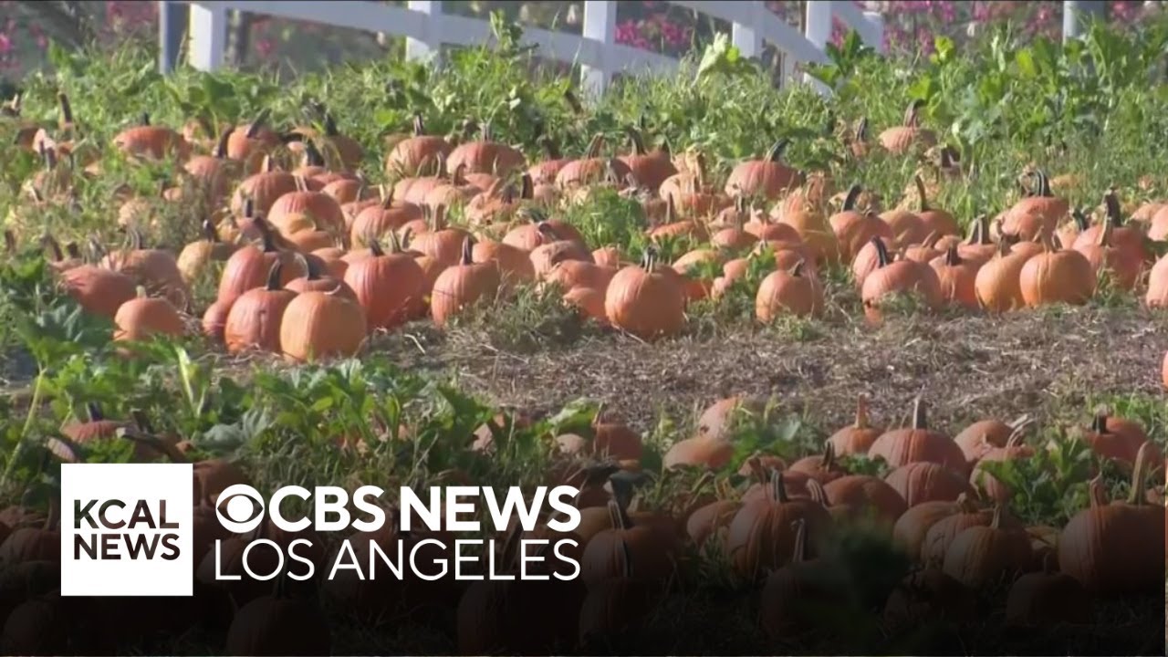 Cal Poly Pomona reopens one of the biggest pumpkin patches in Southern California
