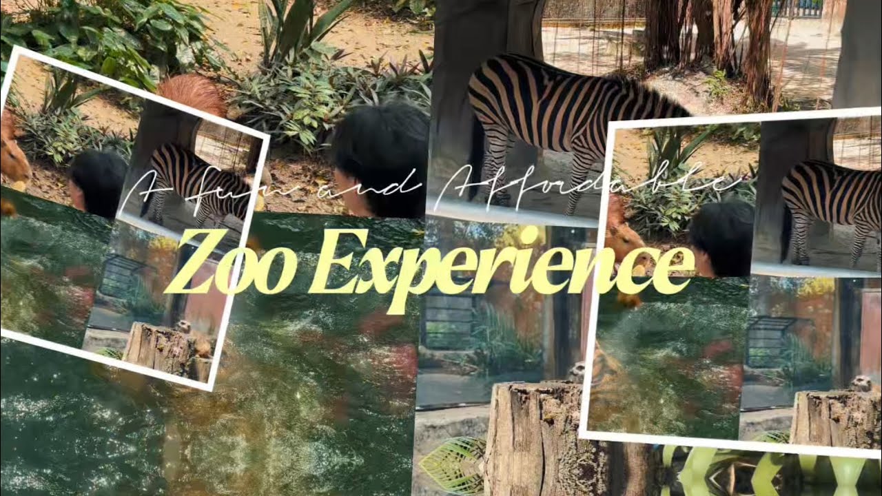 A Fun and Affordable Zoo Experience