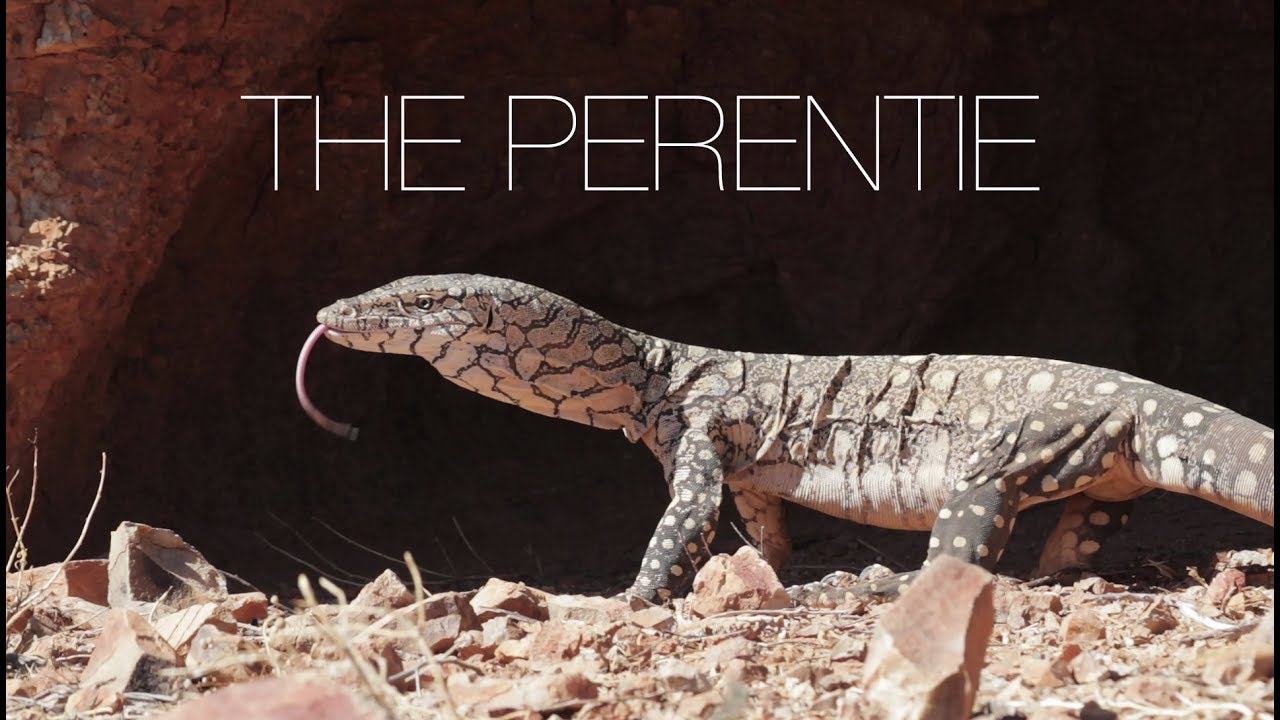 The Perentie - Australia&rsquo;s largest lizard.