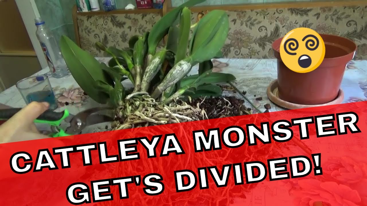 Dividing Cattleya Orchids - The monster cattleya gets divided