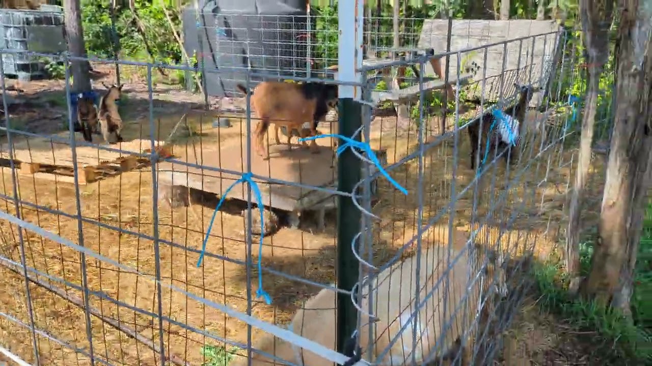 Goat fencing that works, little known secret