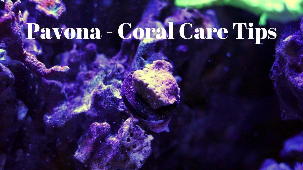 Pavona Care tips