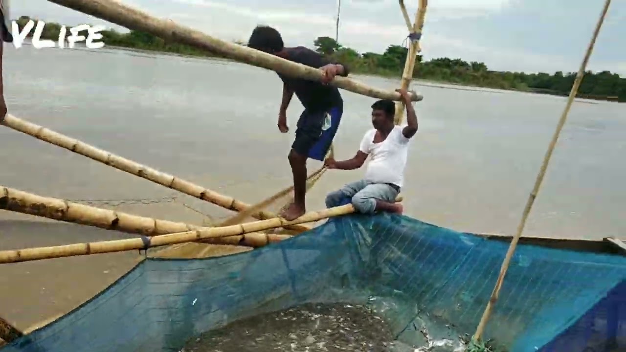 Villagers man fishing 200kg fish in one single time by net fishing।। fishing in Brahmaputra river।।