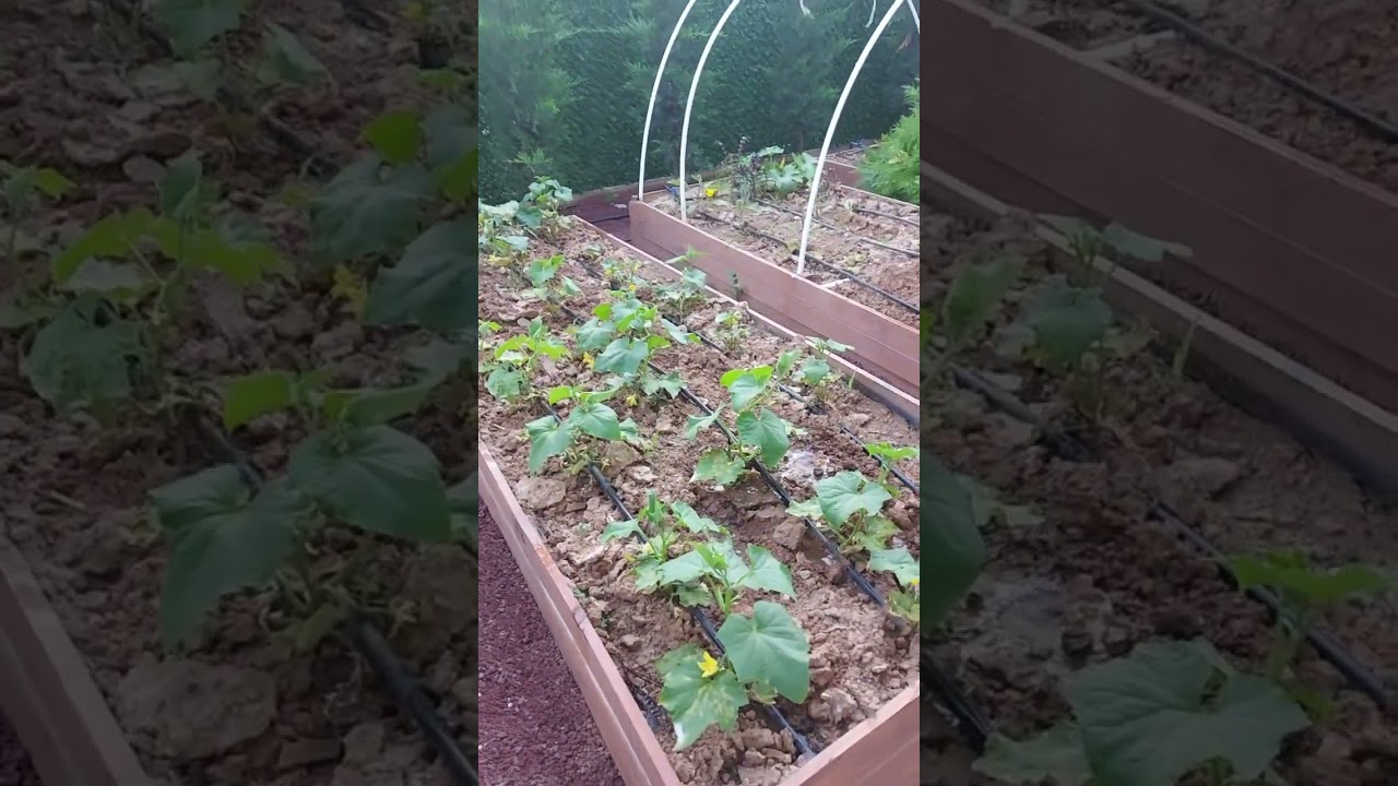 Yükseltilmiş sebze yatağı bahçeciliği