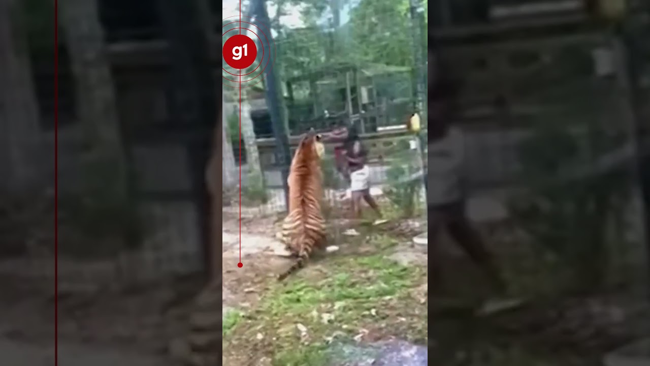 Mulher 'invade' jaula de tigre e brinca com animal em zool&oacute;gico nos EUA #g1 #not&iacute;cias