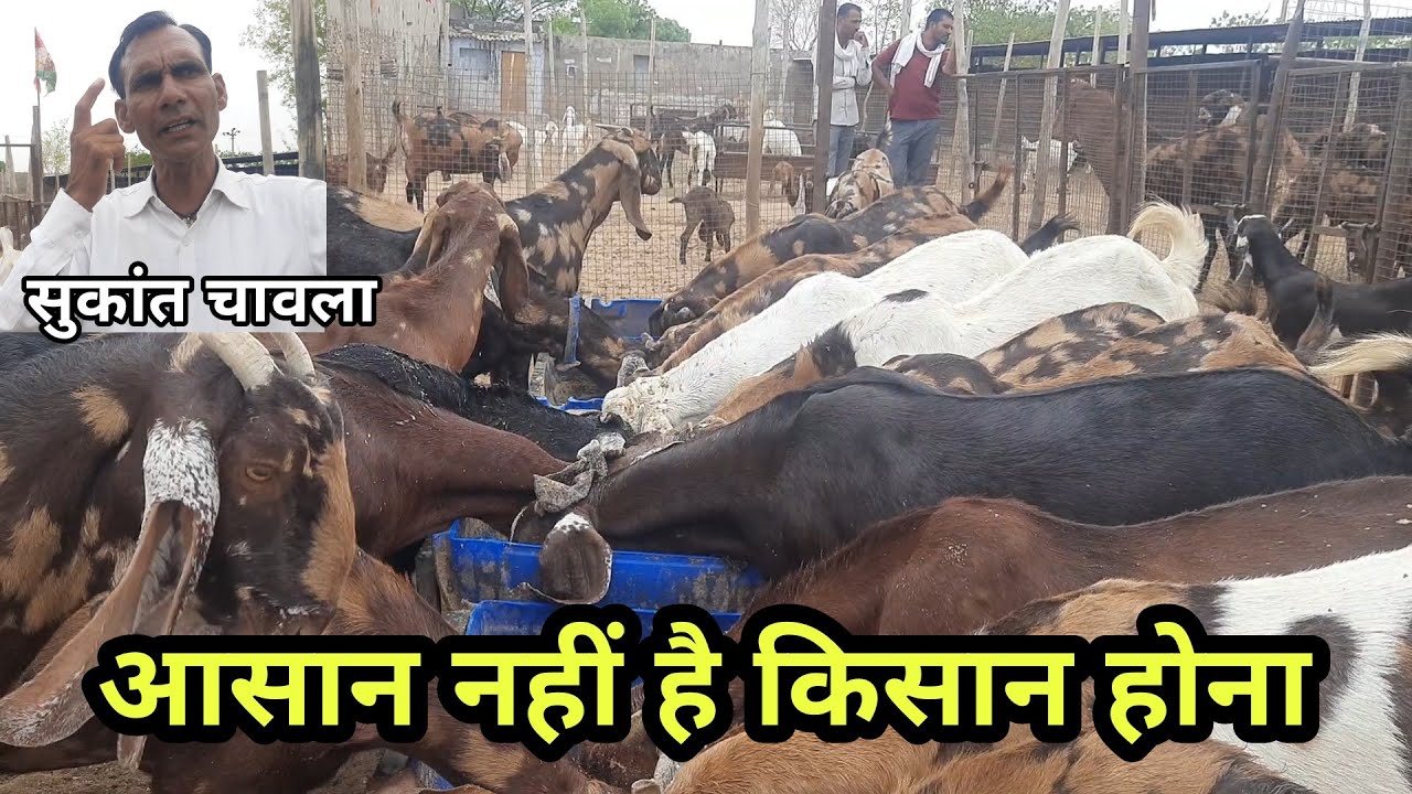 चारे ने खत्म कर दिया भाईचारा | feed problem | sukant chawla | goat farming rajasthan | pkraj vlogs
