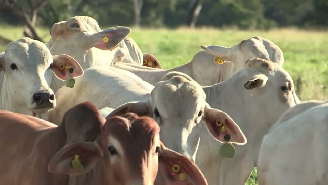 É NA RECRIA ONDE ESTÁ O SEGREDO DE UM DOS MAIORES CONFINAMENTOS DE BOVINOS DO PAÍS