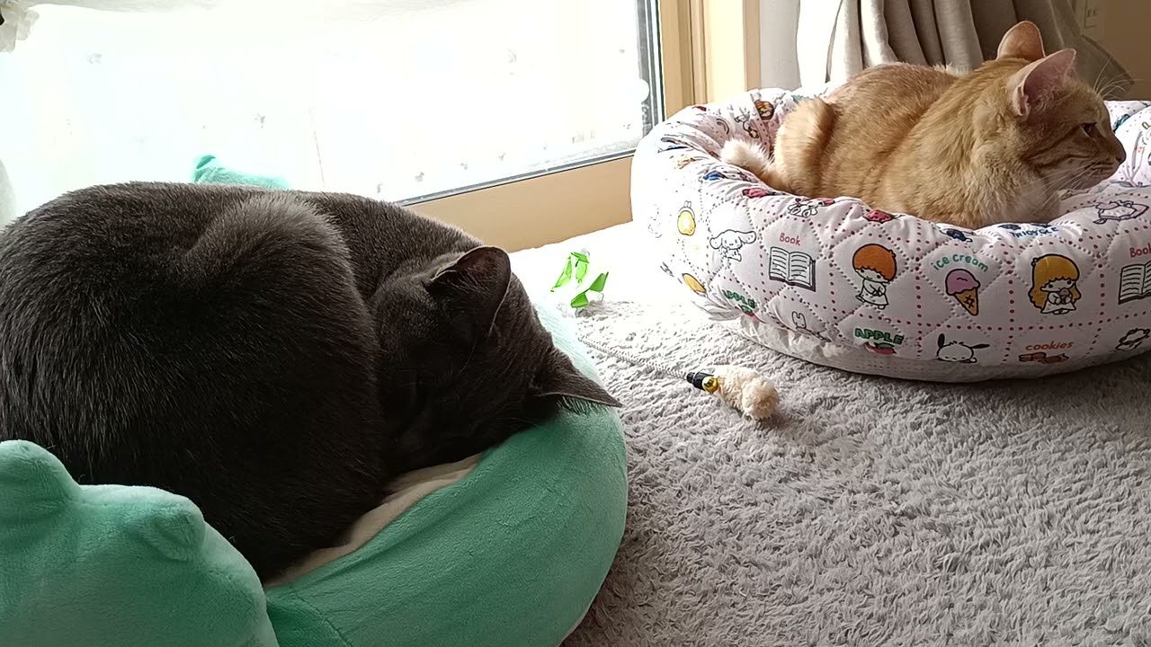 #sleepingcat #眠る猫#目を閉じて寝て#猫動画 