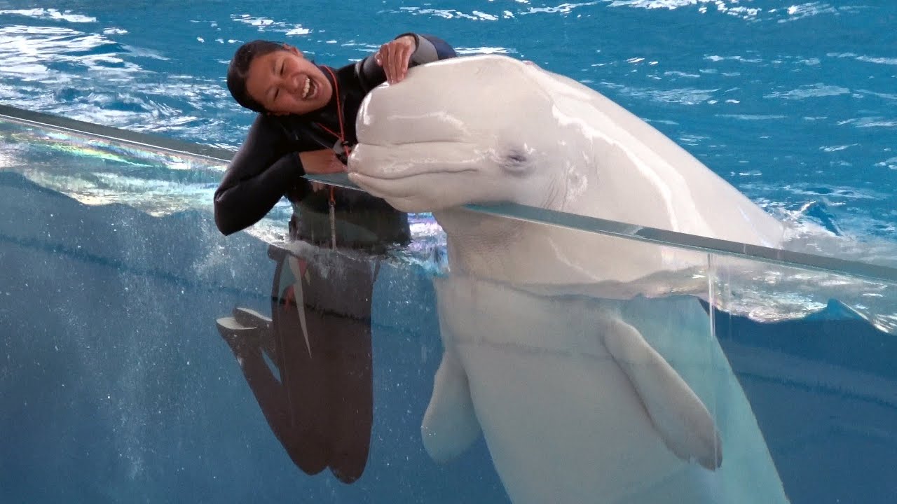 White Dolphin Show At Yokohama Hakkeijima Sea Paradise 【4K】