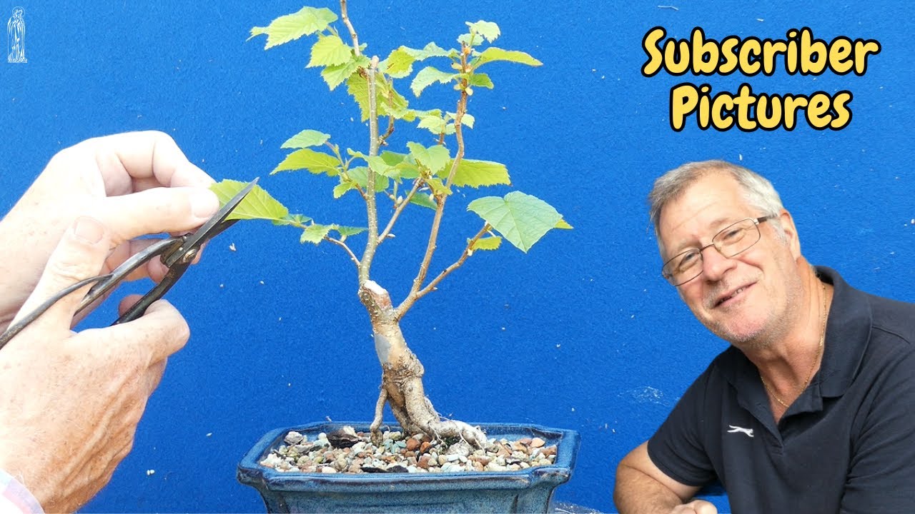BONUS Bonsai Pruning Tips: How to IMPROVE Your Hazel, Apple and Alder