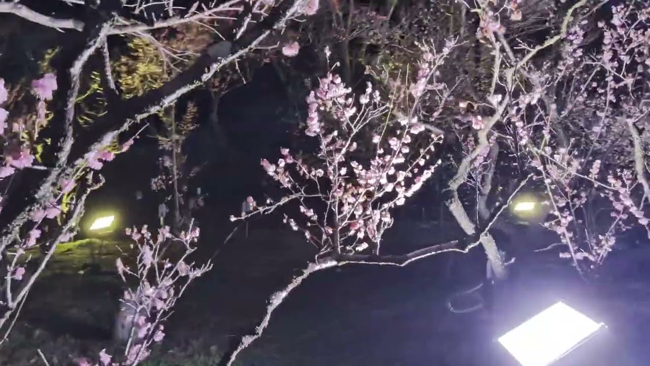 【梅林公園ライトアップ　岐阜市】　2026年2月26日（木）　Gifu-Japan