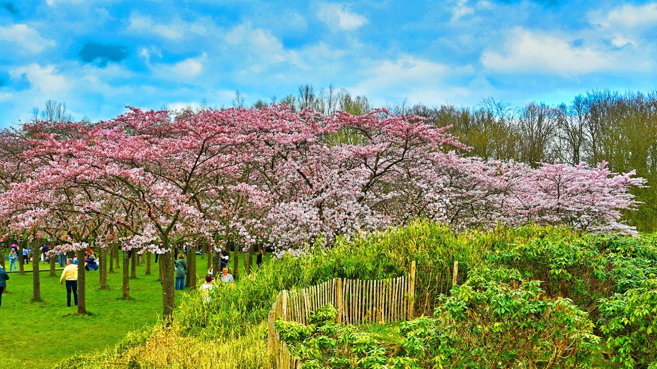 2025 Kersenbloesempark bloeit in Amstelveen