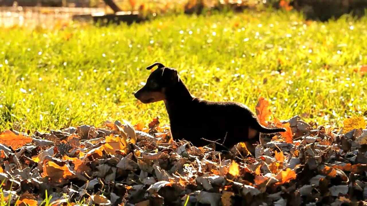 English Toy Terrier Puppies