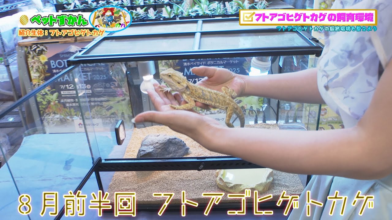 ペットずかん 2025 8月前半回 フトアゴヒゲトカゲ