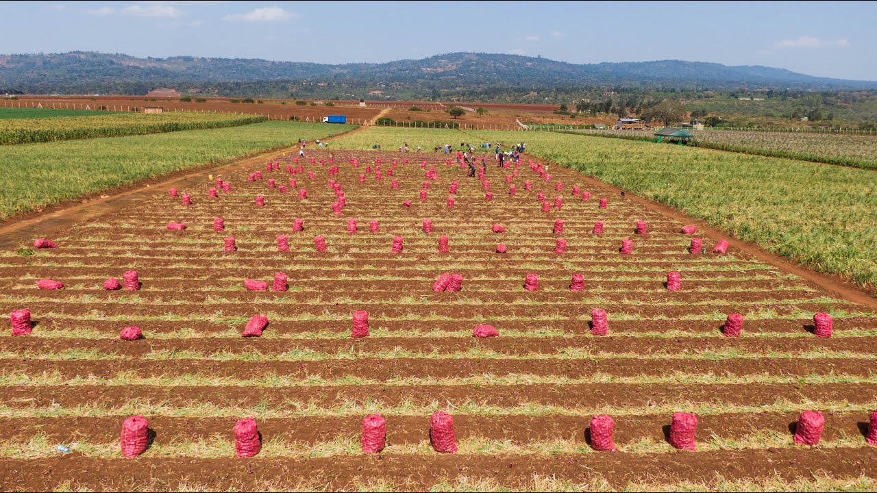 Fresh, Organic Onion Harvesting at Rama Farm