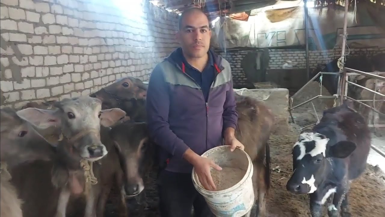 تغذية ٦ عجول في ٥ دقايق (daily farming)