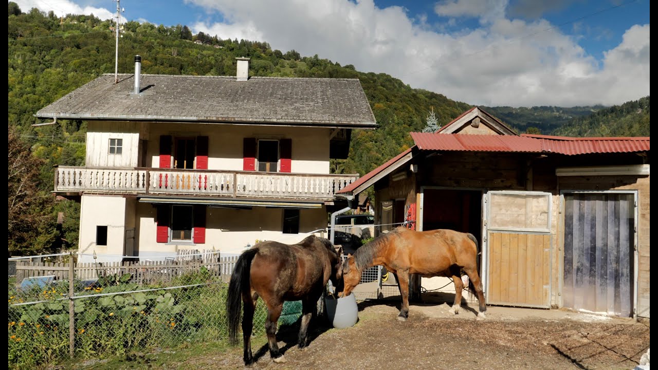 Des animaux sauvés de l’abattoir ont élu domicile sur les hauteurs de Bex