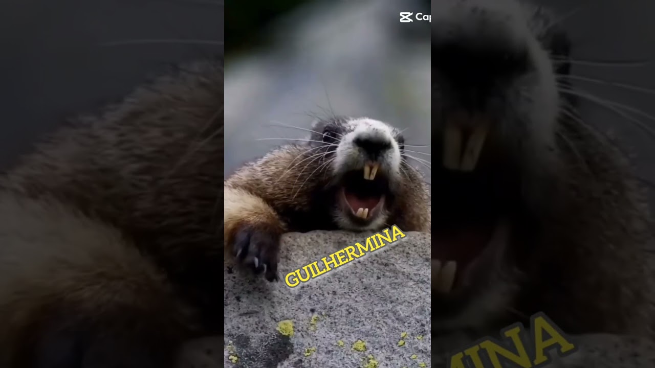 Marmota grita: GUILHERMINA.