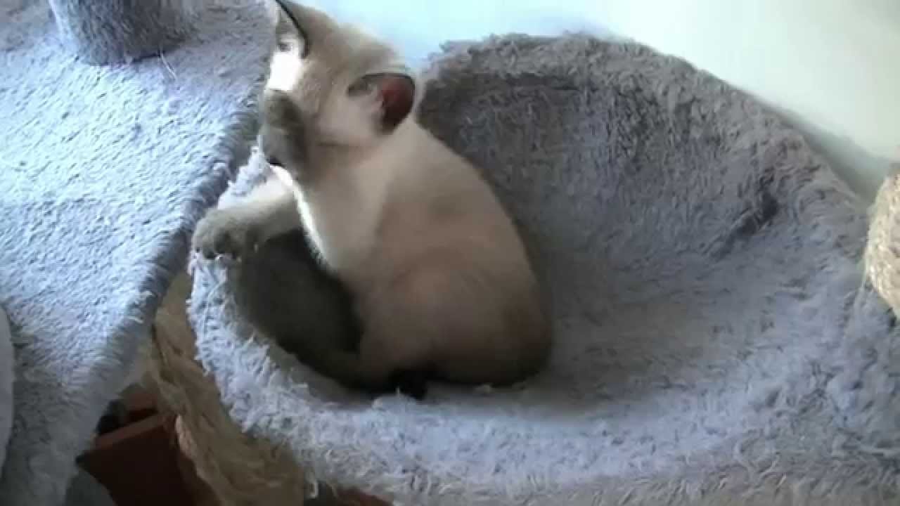 Thai kittens (Traditional Siamese / old-style Siamese) 2014, part 4