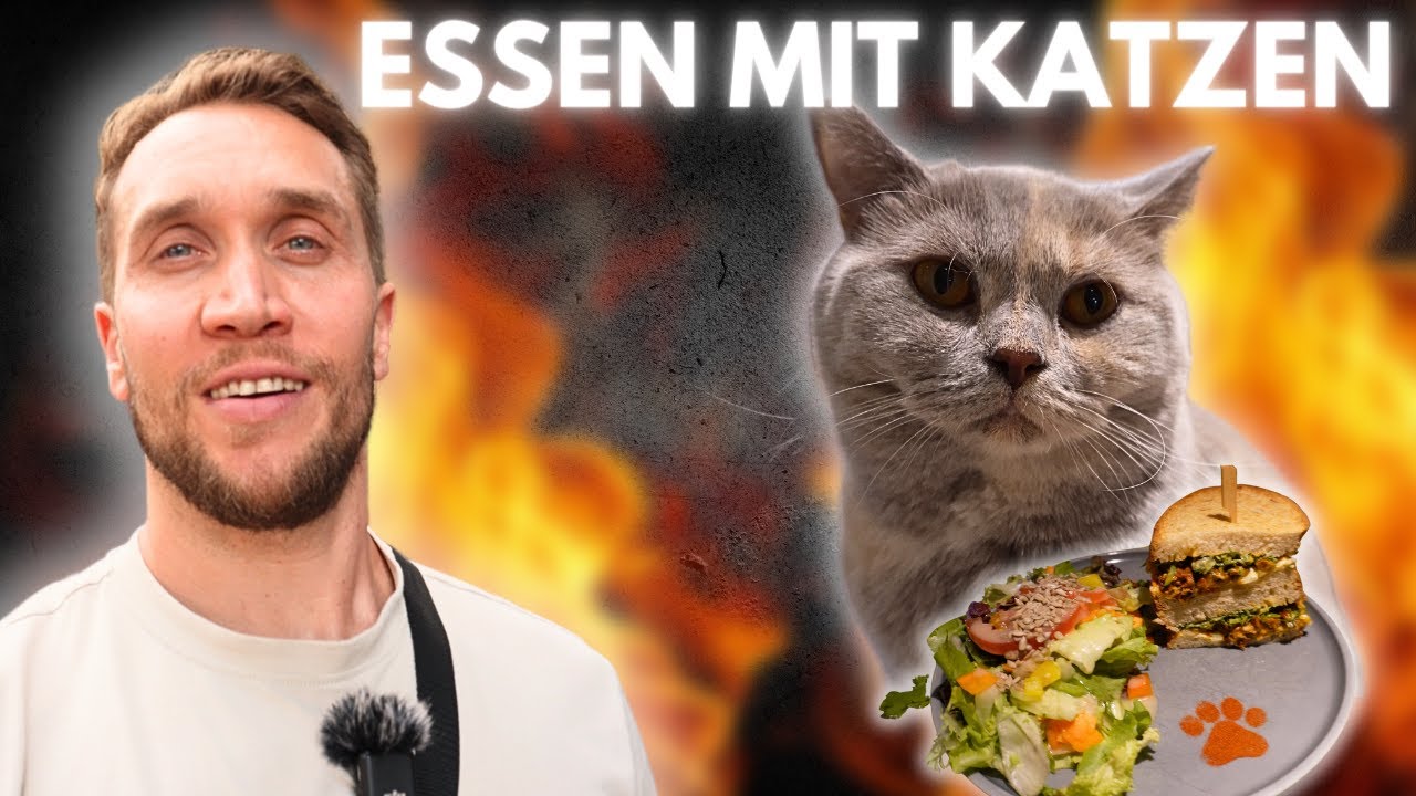 Bremens außergewöhnlicher Foodspot | Katzentempel | Gemeinsam Essen mit Katzen | Geheimtipp 😌😻