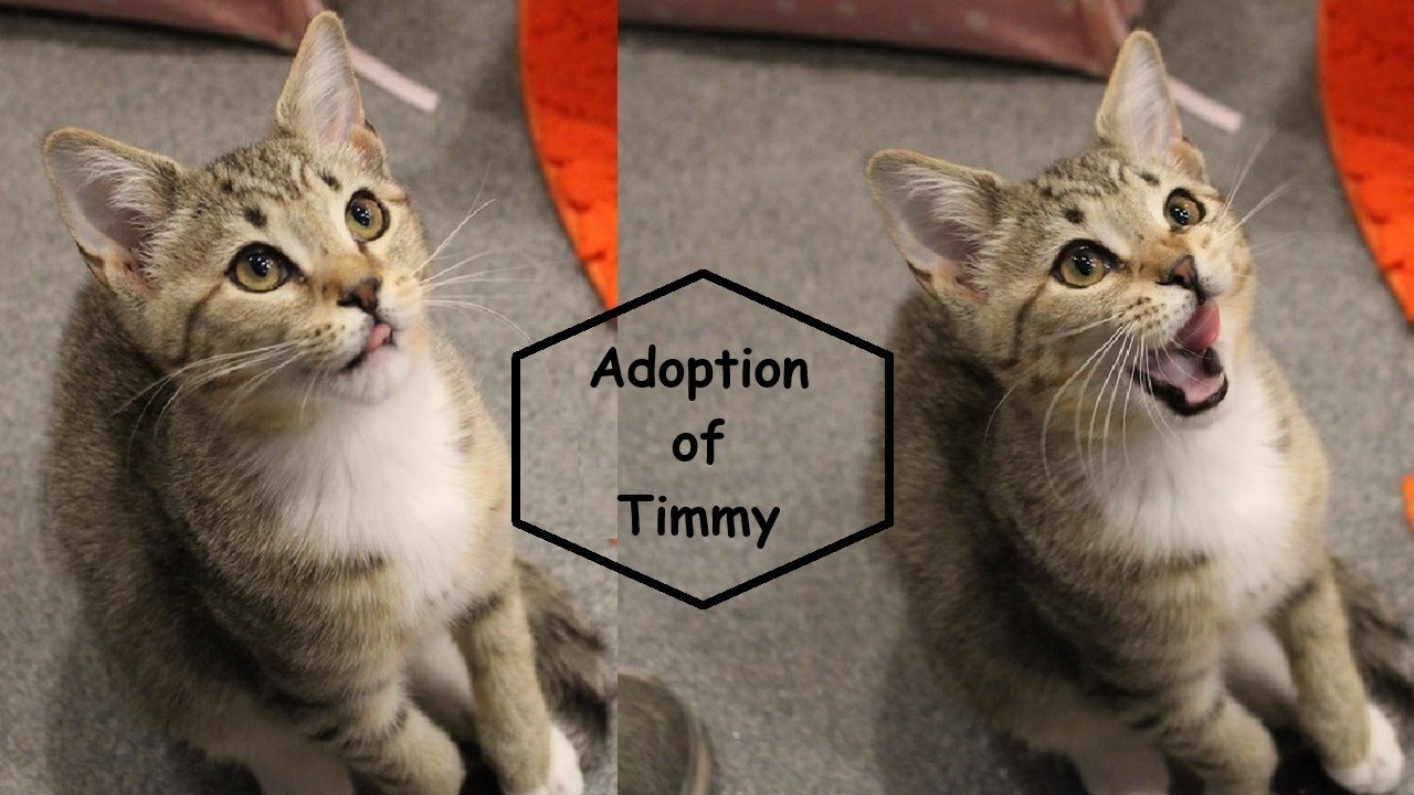 Adoption of Timmy 02-21-2026  Friends of Felines Rescue Center (FFRC)
