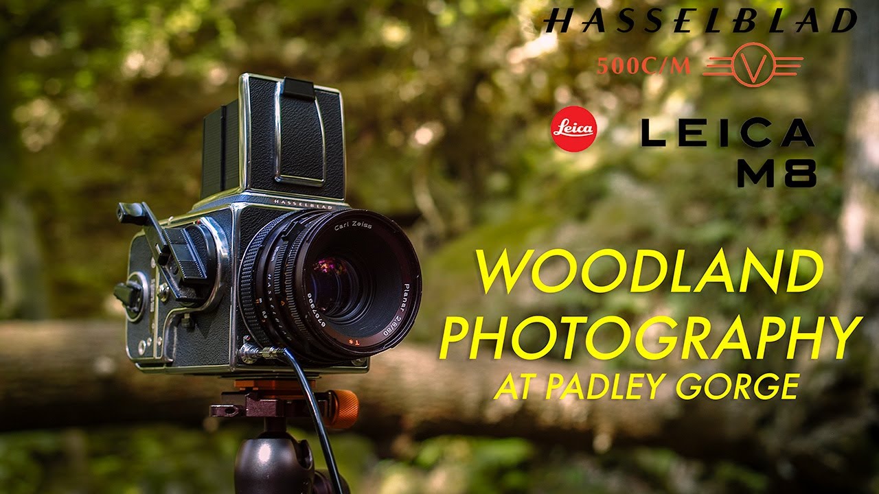 Leica M8 and Hasselblad 500c/m Woodland Photography in the Derbyshire Peak District
