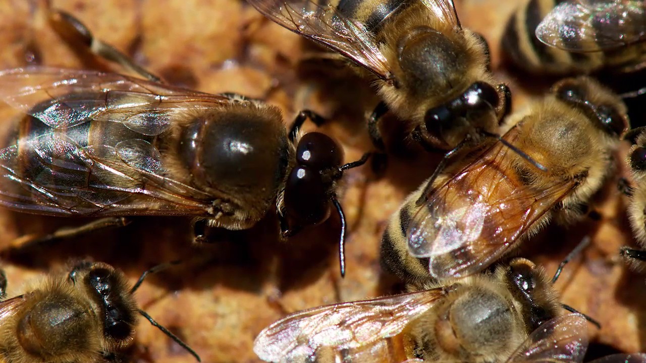 La abeja en el proyecto de Educación Infantil para 3, 4 y 5 años, Trotacaminos