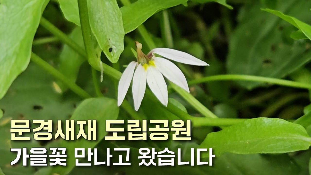 EP.128 | 문경새재에서 만난 가을 꽃 | 가는잎향유 수염가래꽃 가는장구채 | 여뀌 비교 | 물통이 비교