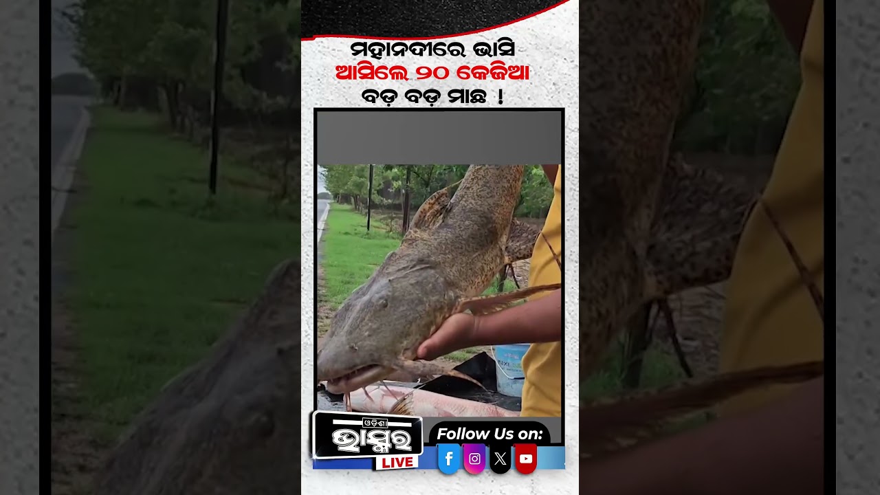 ମହାନଦୀରେ ବଡ ବଡ଼ ମାଛ... #Mahanadi #Fish #Odishanews #odishabhaskar