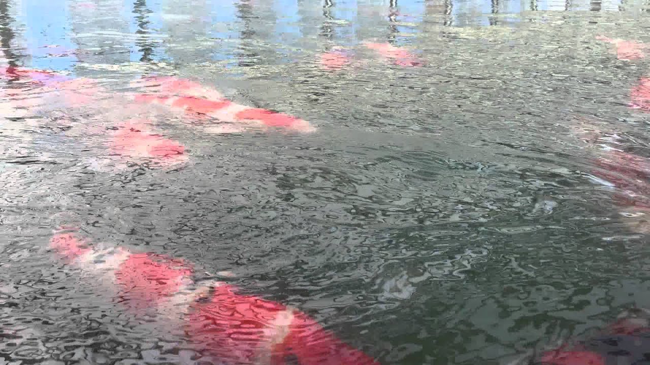 Okayama Momotaro Koi   1500 tonne growing pond   2015 growing season