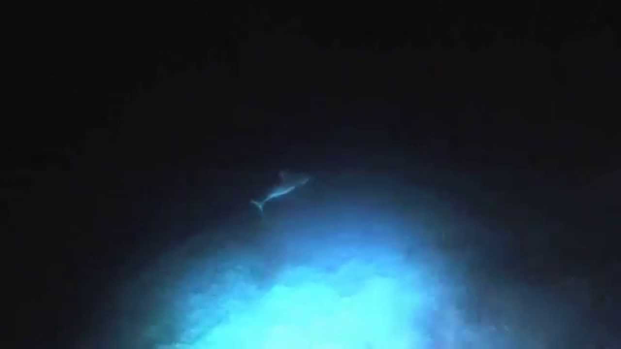 Sharks in the Dark: Scuba Diving The Great Barrier Reef, Australia, At Night