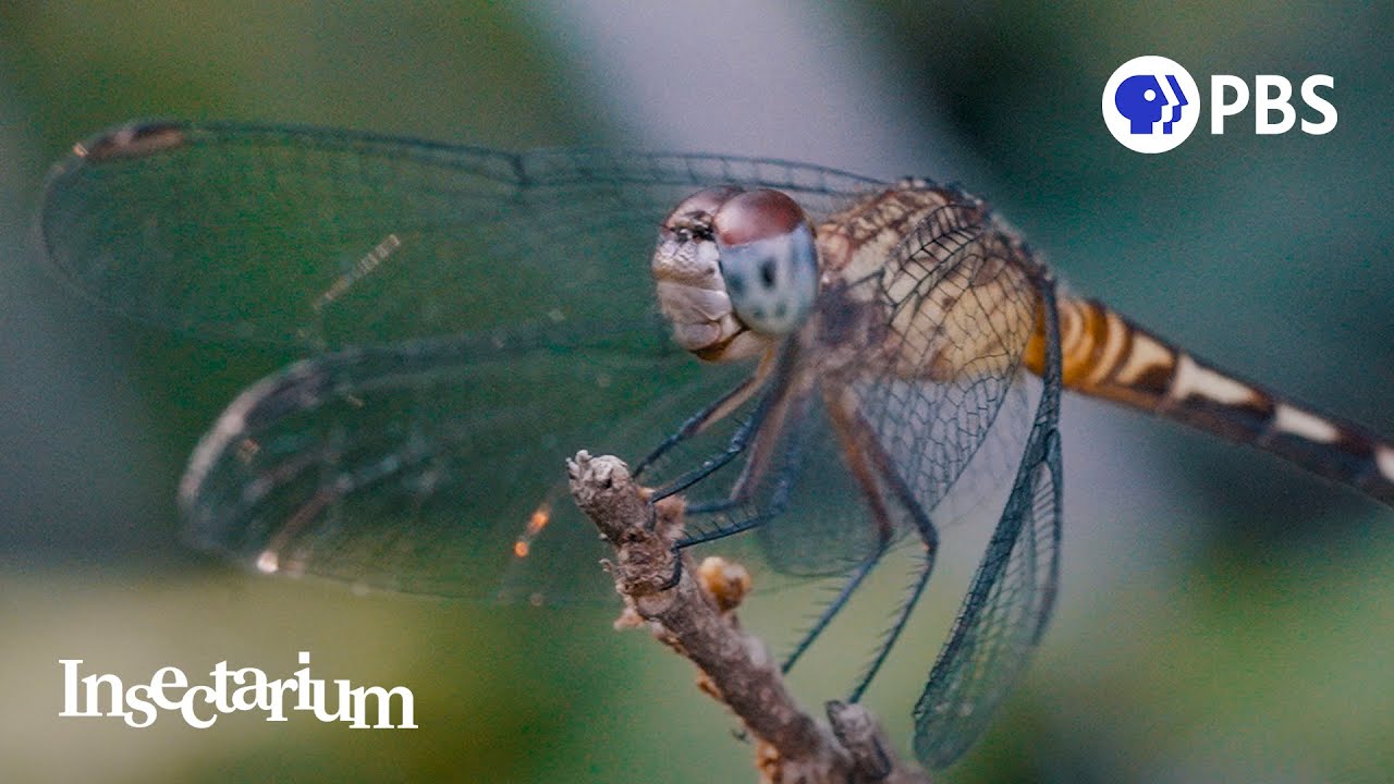Why Dragonflies Are Even More Magical Than You Think