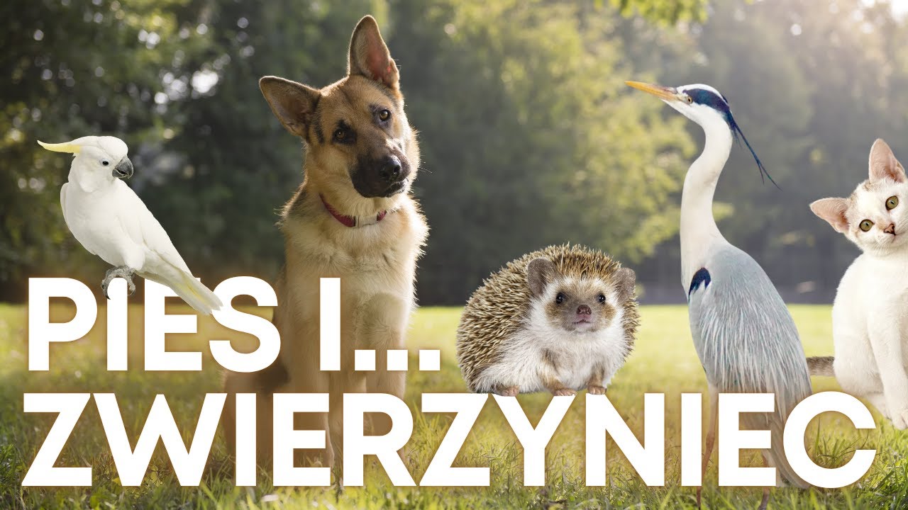 PIes i inne zwierzęta w domu | Rozmowy z Zofią Mrzewińską Odc. 34 | Gosia Smoczyńska