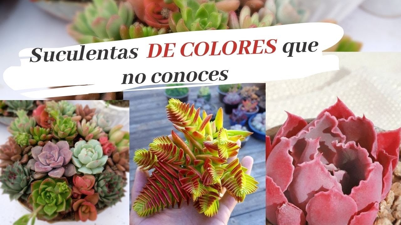 suculentas de colores