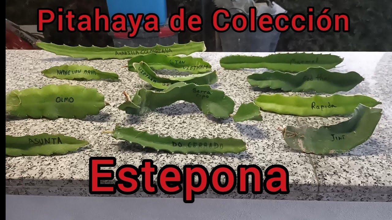 nuevas variedades para nuestra colección, Jindu n°1, palora, Sugar dragon, golden Isis entre otras