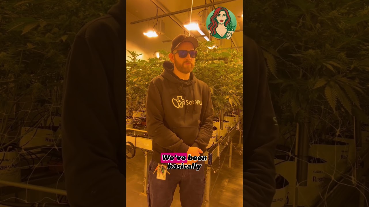 Meet Alex from the Sativite Facility.This is what Australia&rsquo;s legal grow-ops look like on the inside