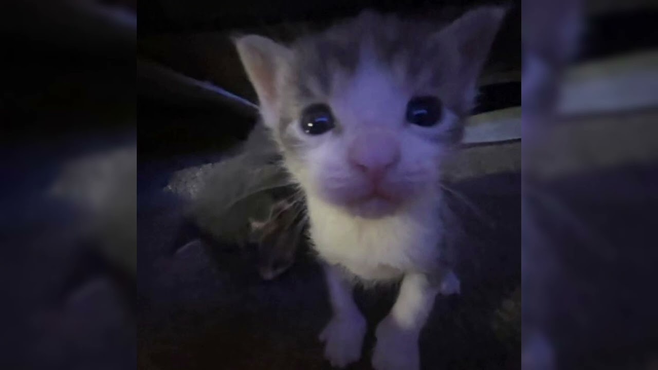 TEASE ME! - ( SAVETHEWORLD! ) - SLOWED!