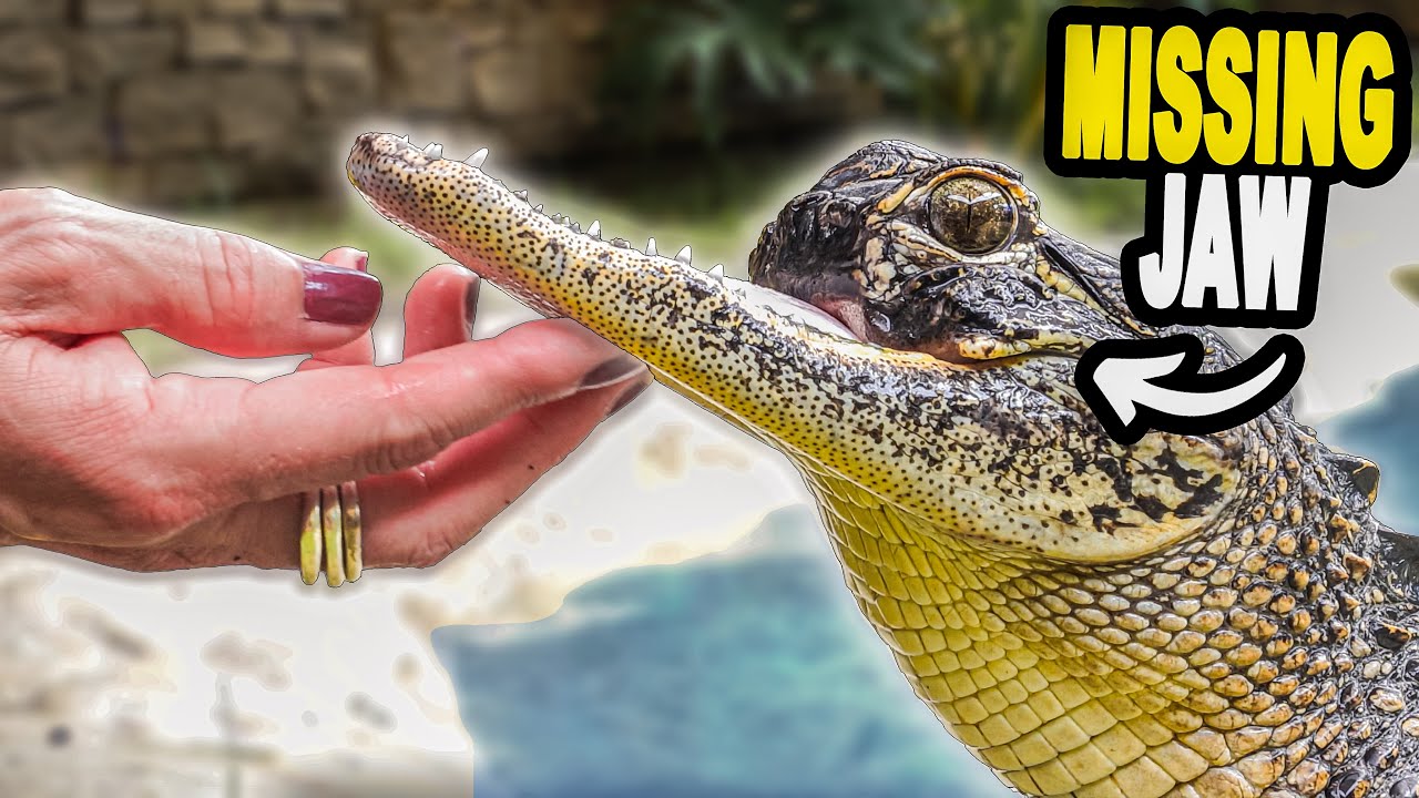 Meet The Alligator That's Missing It's Jaw
