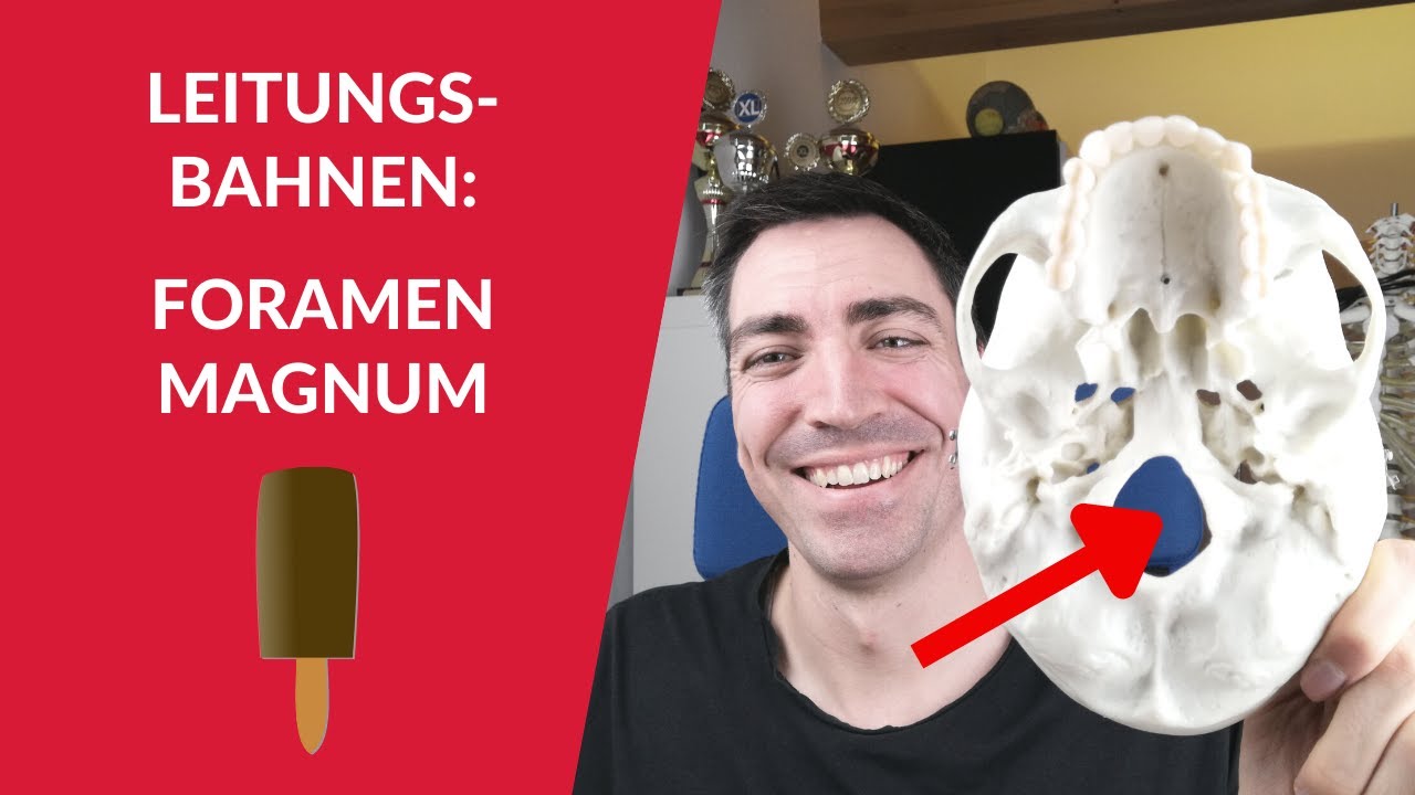 Durchtrittsstellen des Schädels: Leitungsbahnen des Foramen magnum & Foramen lacerum | Eselsbrücken